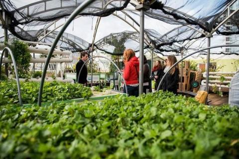 En Israël, un centre commercial installe une ferme sur son toit